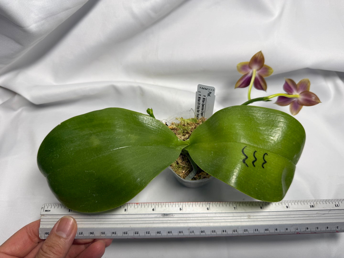 AMM333 - Phalaenopsis (Mituo Speciosa Dragon X Mituo GH King Star) (seed grown) Flowering 260611
