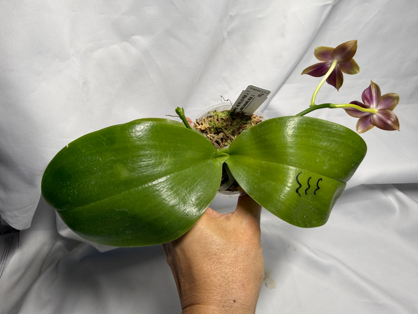 AMM333 - Phalaenopsis (Mituo Speciosa Dragon X Mituo GH King Star) (seed grown) Flowering 260611
