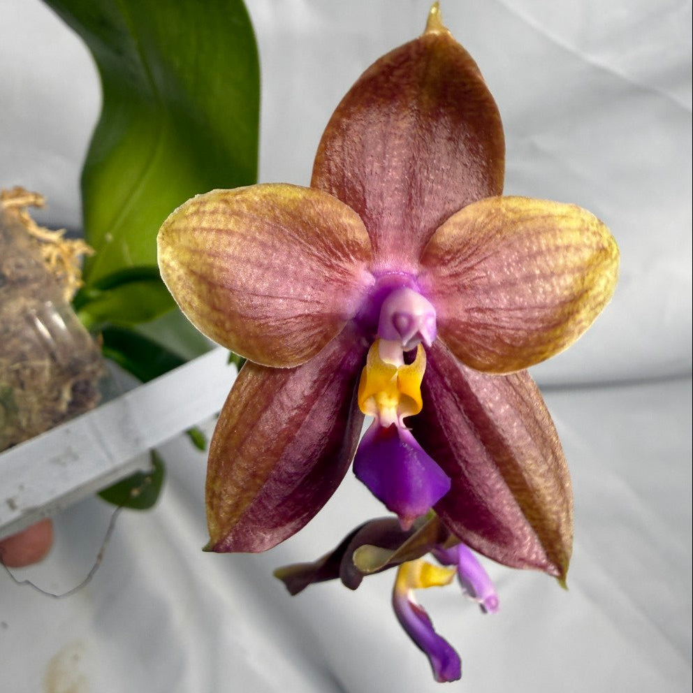 AMM333 - Phalaenopsis (Mituo Speciosa Dragon X Mituo GH King Star) (seed grown) Flowering 260611
