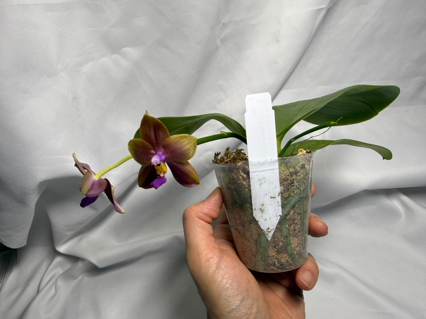 AMM333 - Phalaenopsis (Mituo Speciosa Dragon X Mituo GH King Star) (seed grown) Flowering 260611