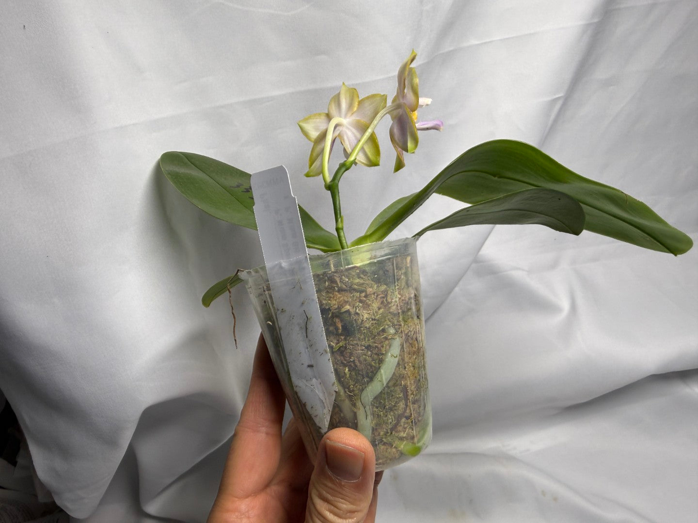 AMM333 - Phalaenopsis (Mituo Speciosa Dragon X Mituo GH King Star) (seed grown) Flowering 260612