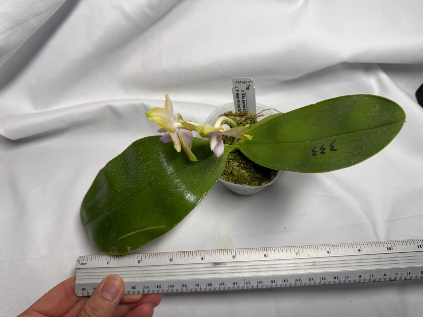 AMM333 - Phalaenopsis (Mituo Speciosa Dragon X Mituo GH King Star) (seed grown) Flowering 260612