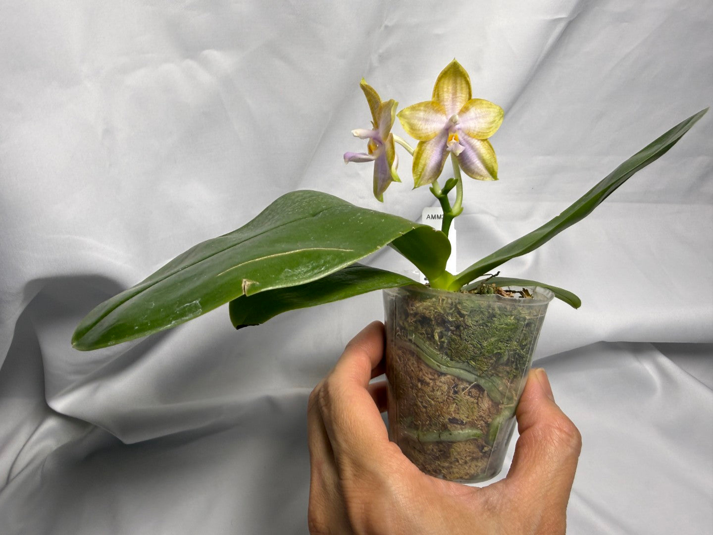 AMM333 - Phalaenopsis (Mituo Speciosa Dragon X Mituo GH King Star) (seed grown) Flowering 260612