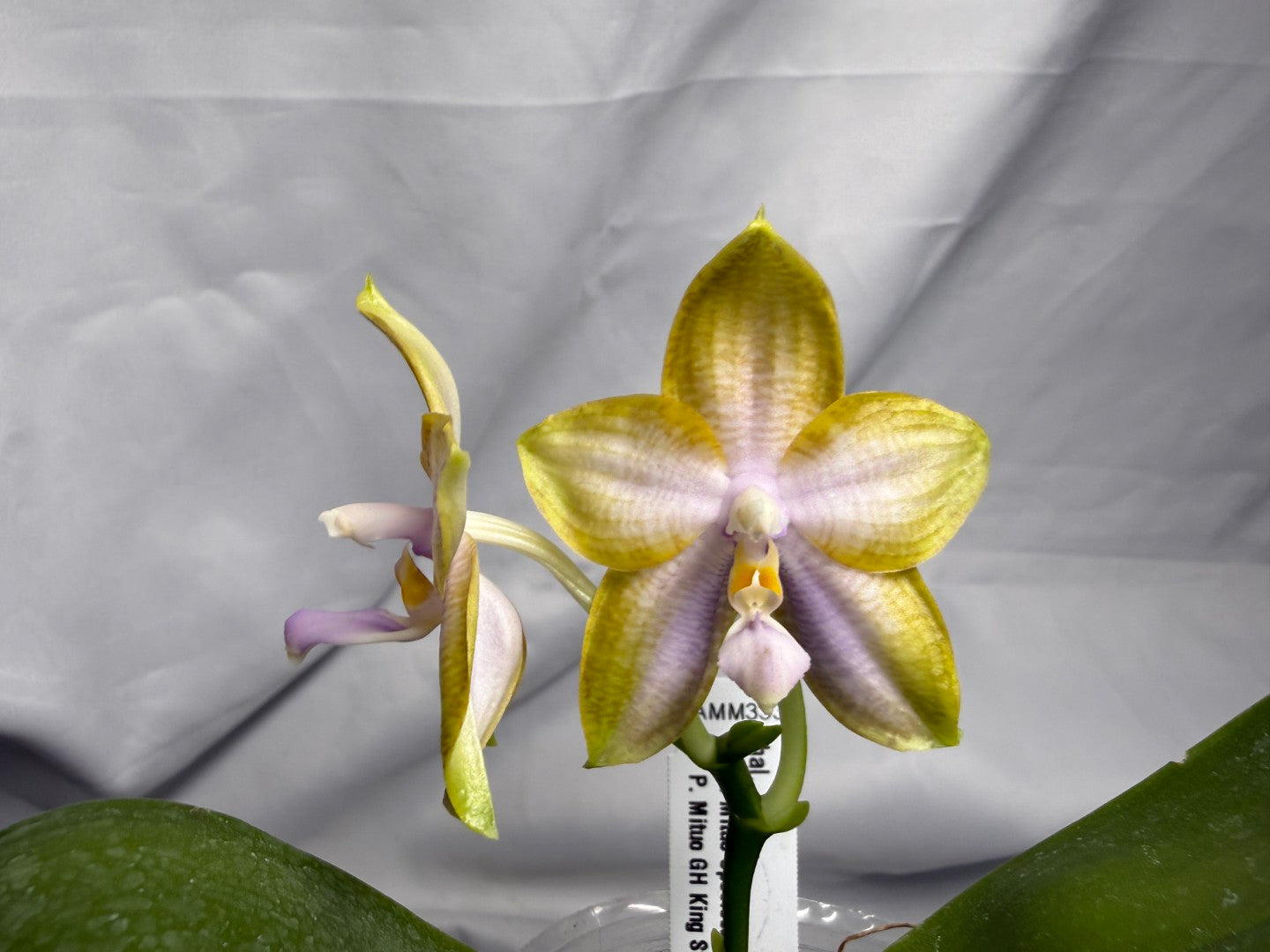 AMM333 - Phalaenopsis (Mituo Speciosa Dragon X Mituo GH King Star) (seed grown) Flowering 260612