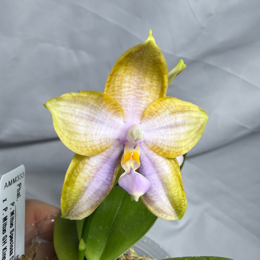 AMM333 - Phalaenopsis (Mituo Speciosa Dragon X Mituo GH King Star) (seed grown) Flowering 260612
