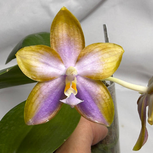 AMM333 - Phalaenopsis Mituo Palette (seed grown) 260614
