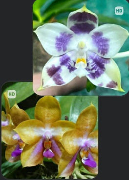 Phalaenopsis (Mituo Speciosa Dragon X Mituo GH King Star 'Blueberry') (seed grown)