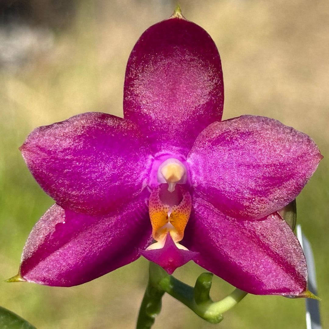 Phalaenopsis Mituo Super Dragon x Mituo Reflex Dragon 260308 Flowering