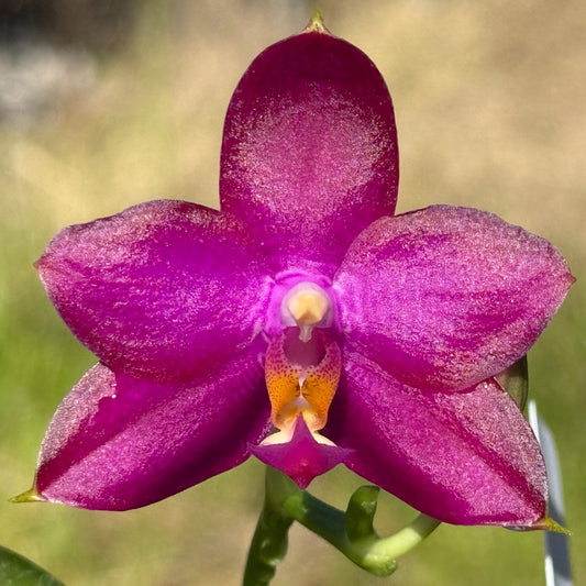Phalaenopsis Mituo Super Dragon x Mituo Reflex Dragon 260308 Flowering