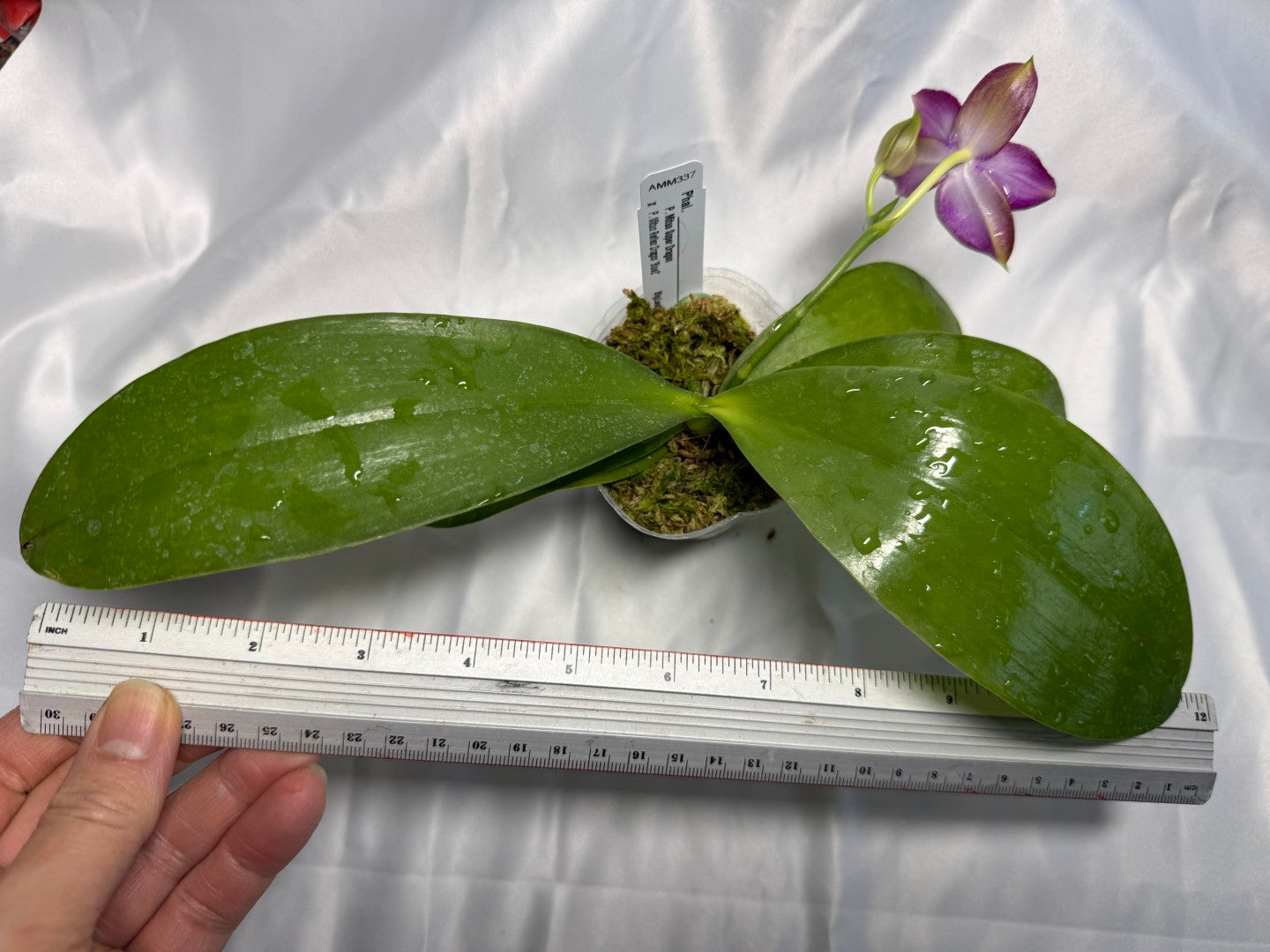 Phalaenopsis Mituo Super Dragon x Mituo Reflex Dragon 260308 Flowering