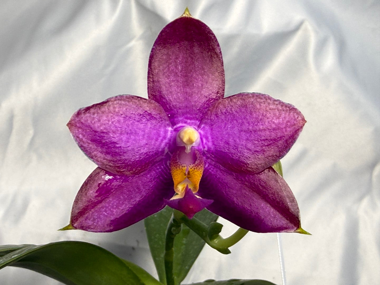 Phalaenopsis Mituo Super Dragon x Mituo Reflex Dragon 260308 Flowering