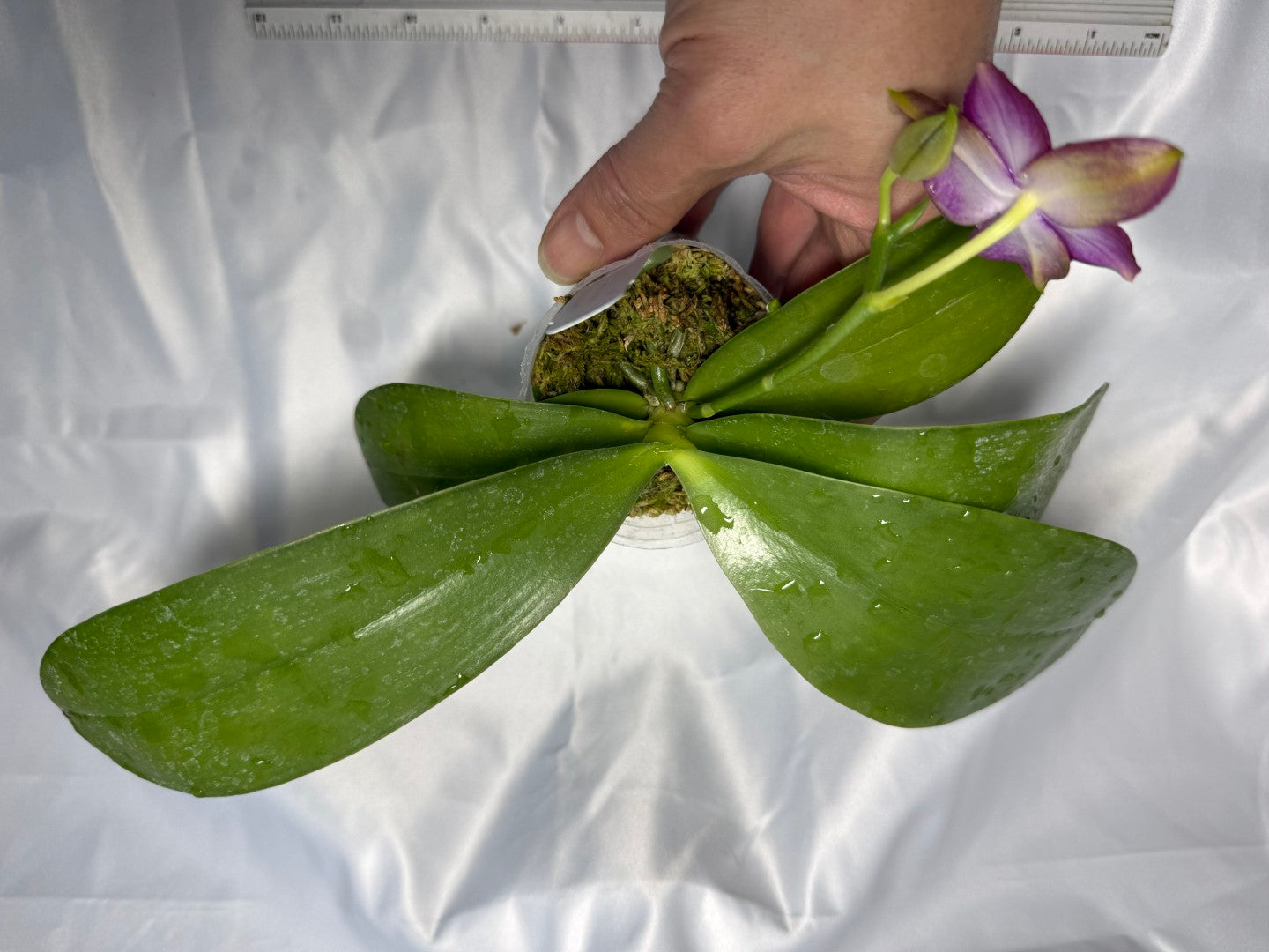 Phalaenopsis Mituo Super Dragon x Mituo Reflex Dragon 260308 Flowering