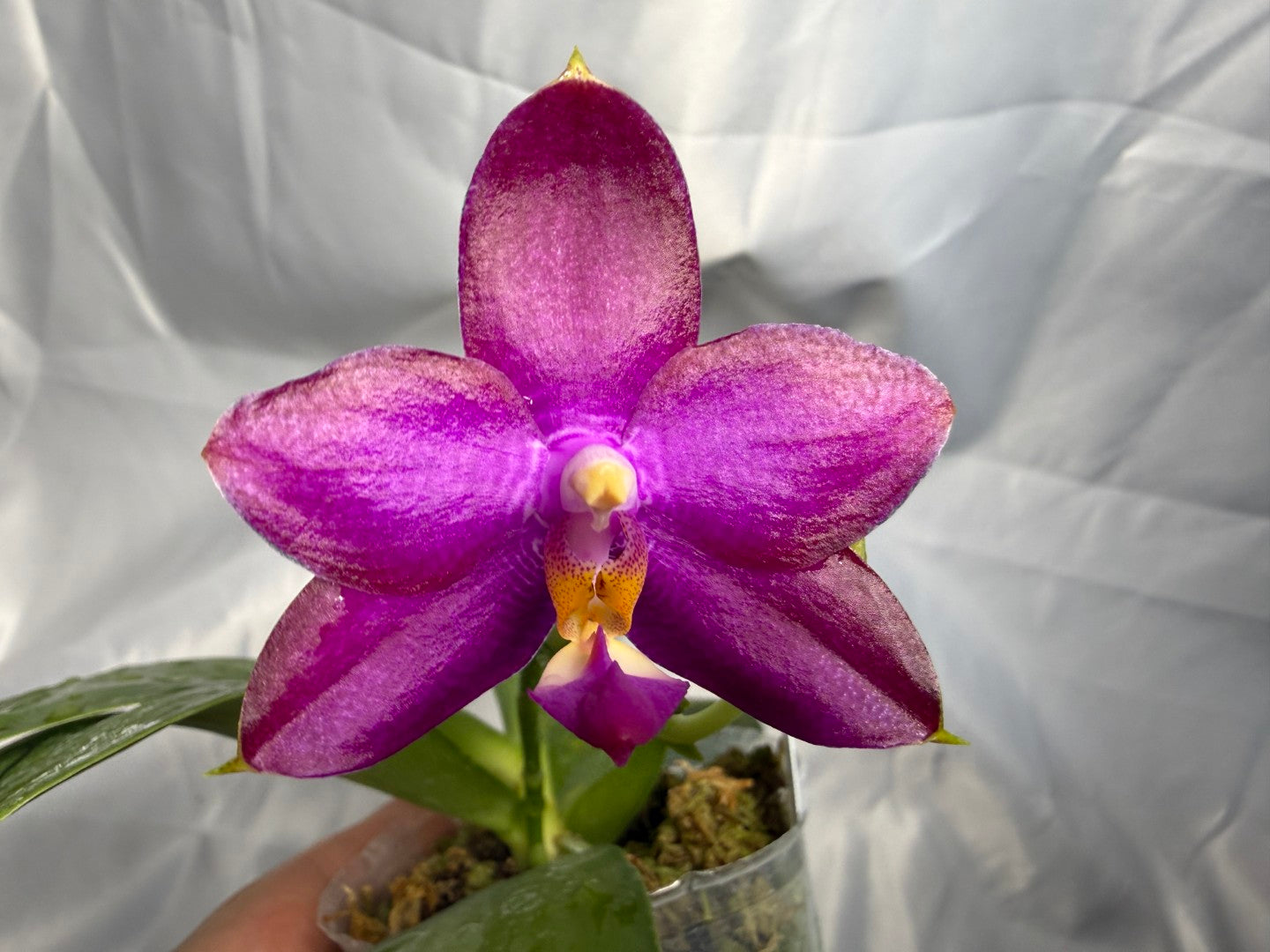 Phalaenopsis Mituo Super Dragon x Mituo Reflex Dragon 260308 Flowering