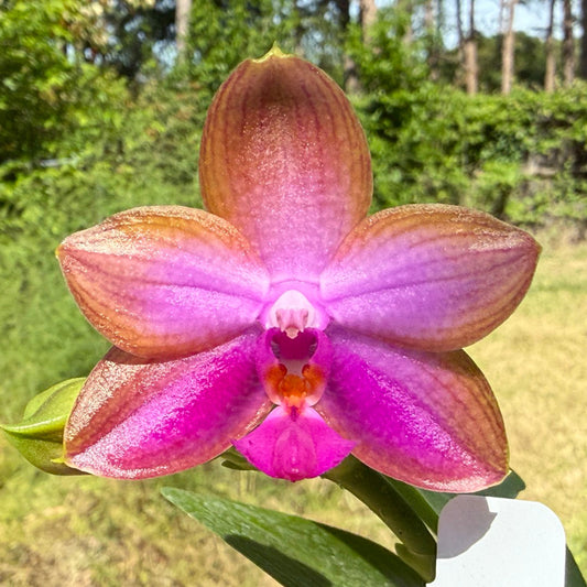 Phalaenopsis Mituo Super Dragon x Mituo Reflex Dragon - Seed Grown 260404 Flowering
