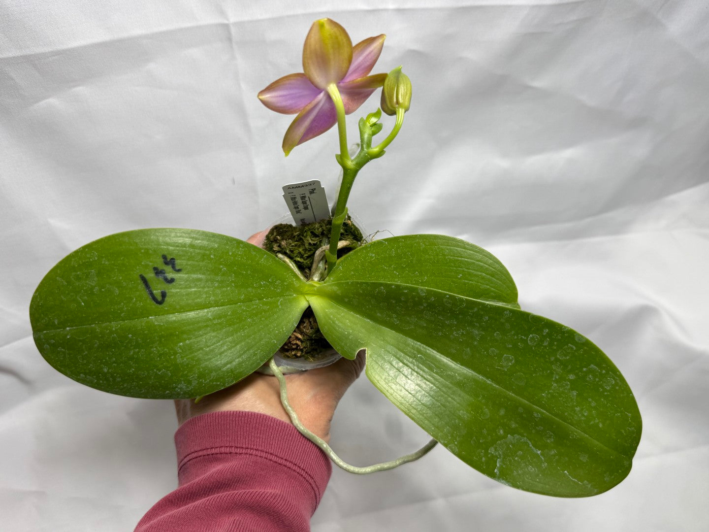 Phalaenopsis Mituo Super Dragon x Mituo Reflex Dragon - Seed Grown 260404 Flowering