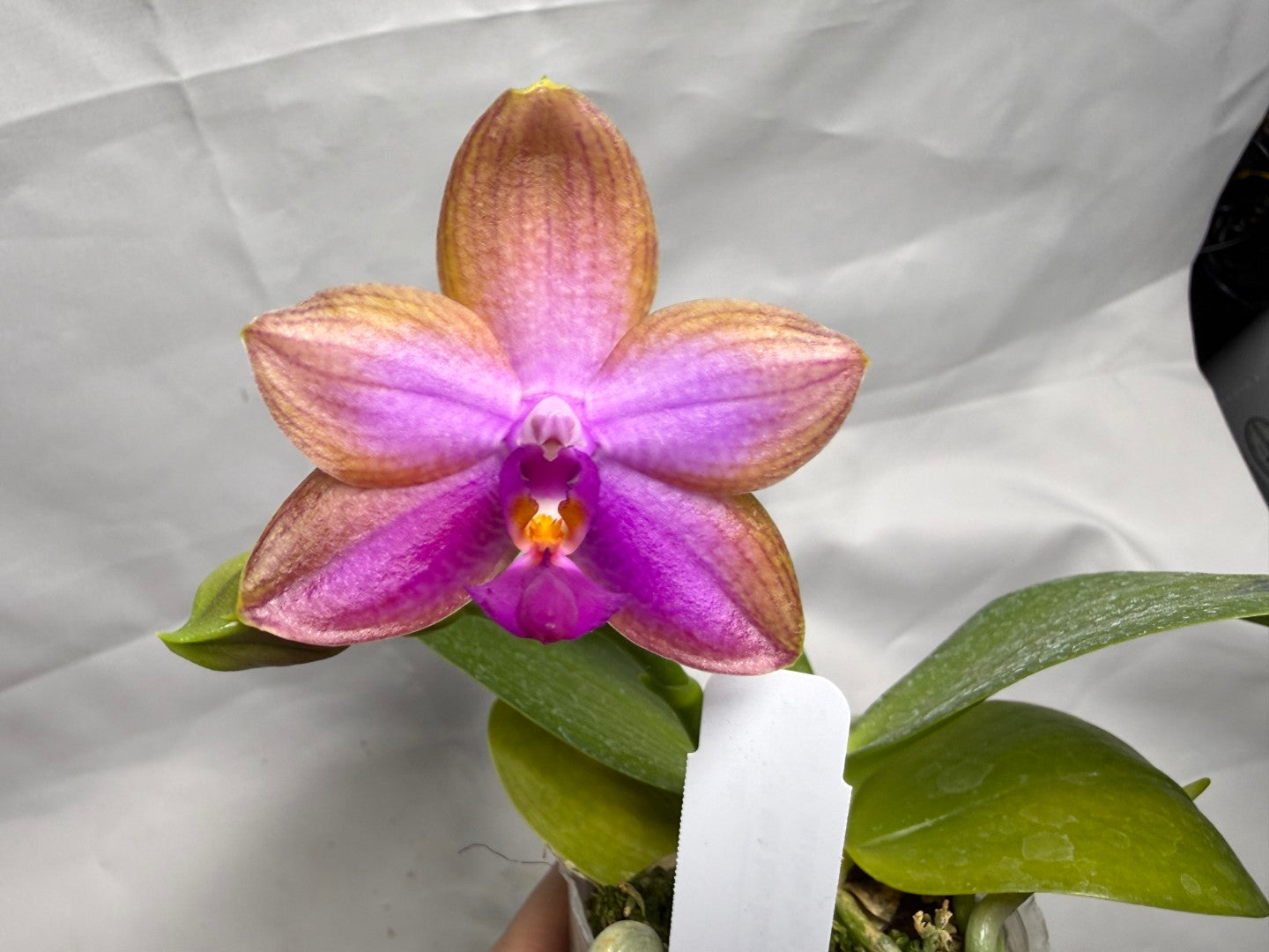 Phalaenopsis Mituo Super Dragon x Mituo Reflex Dragon - Seed Grown 260404 Flowering