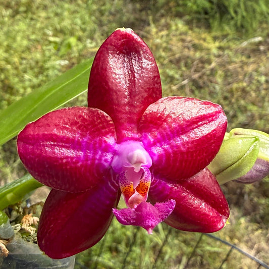 AMM337 Phalaenopsis Mituo Super Dragon x Mituo Reflex Dragon 260423 Flowering Seed Grown Super Bright