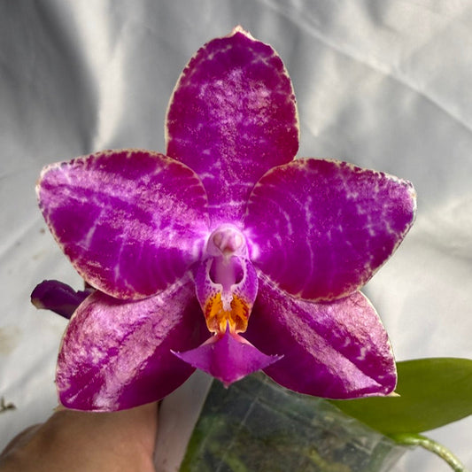 AMM337 Phalaenopsis Mituo Super Dragon x Mituo Reflex Dragon 260424 Flowering Seed Grown Super Bright