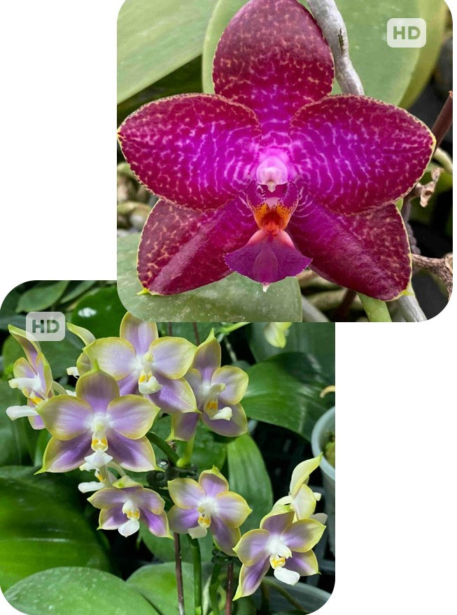 Phalaenopsis (Mituo Super Star-LD Sun Dragon) x Mituo Reflex Dragon 'Blue2'