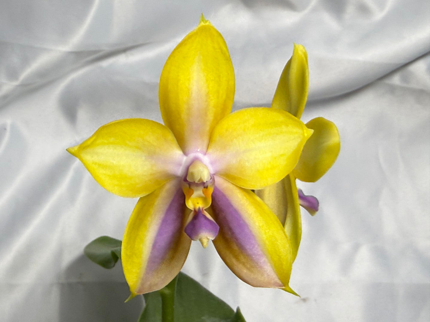 Phalaenopsis (Mituo GH King Star X  Mituo Speciosa Dragon) 260310 Flowering