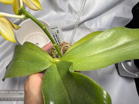 Phalaenopsis (Mituo GH King Star X  Mituo Speciosa Dragon) 260310 Flowering