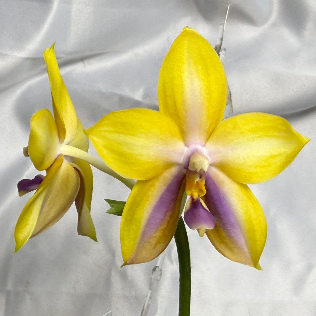 Phalaenopsis (Mituo GH King Star X  Mituo Speciosa Dragon) 260310 Flowering