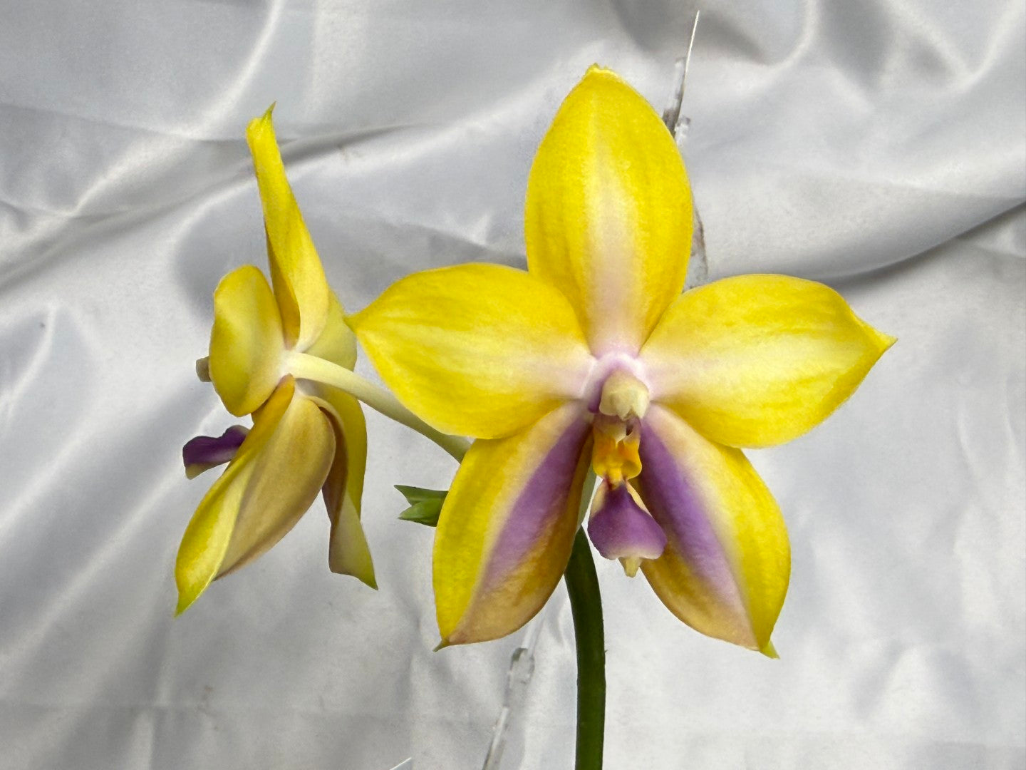 Phalaenopsis (Mituo GH King Star X  Mituo Speciosa Dragon) 260310 Flowering