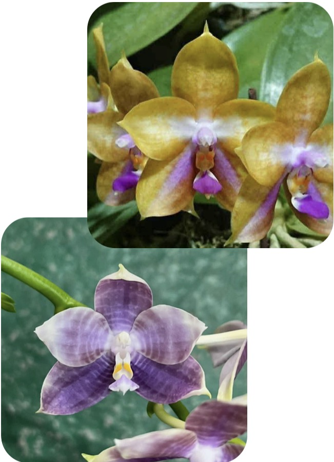Phalaenopsis Mituo GH King Star X  Mituo Speciosa Dragon - Seed Grown