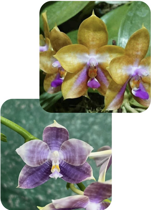 Phalaenopsis Mituo GH King Star X  Mituo Speciosa Dragon - Seed Grown