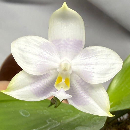Phalaenopsis Mituo Purple Dragon X Mituo Speciosa Dragon 251227 Seed Grown