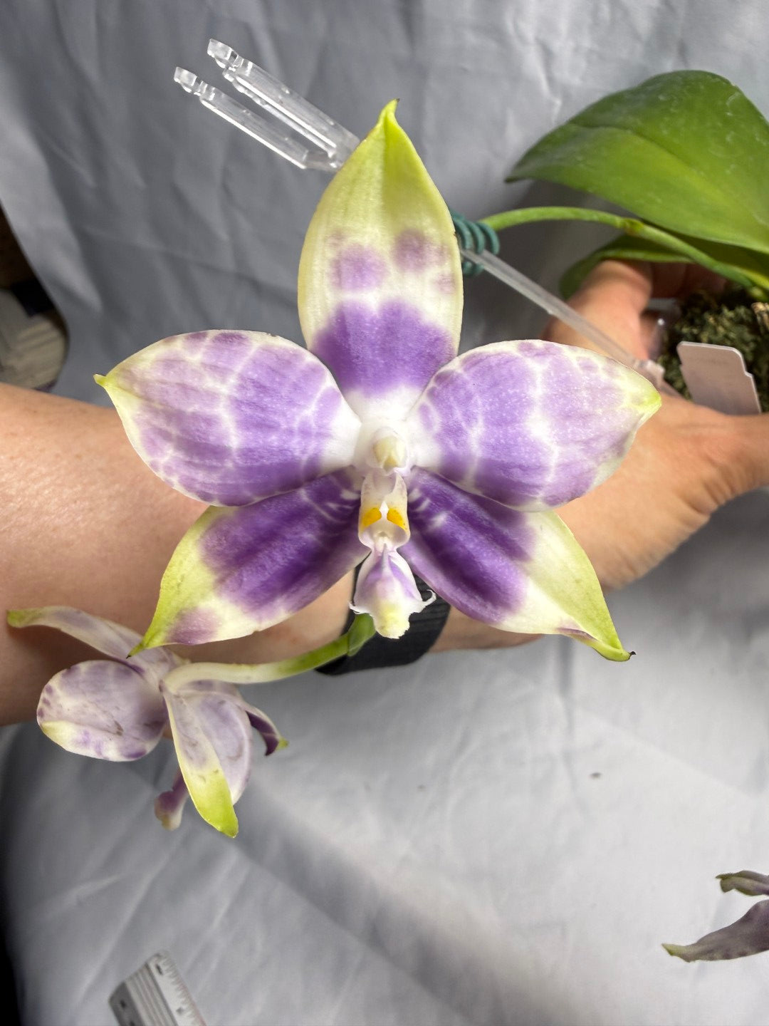 Phalaenopsis Mituo Purple Dragon X Mituo Speciosa Dragon 260530 Seed Grown Flowering