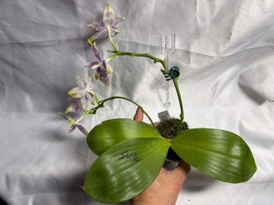 Phalaenopsis Mituo Purple Dragon X Mituo Speciosa Dragon 260530 Seed Grown Flowering