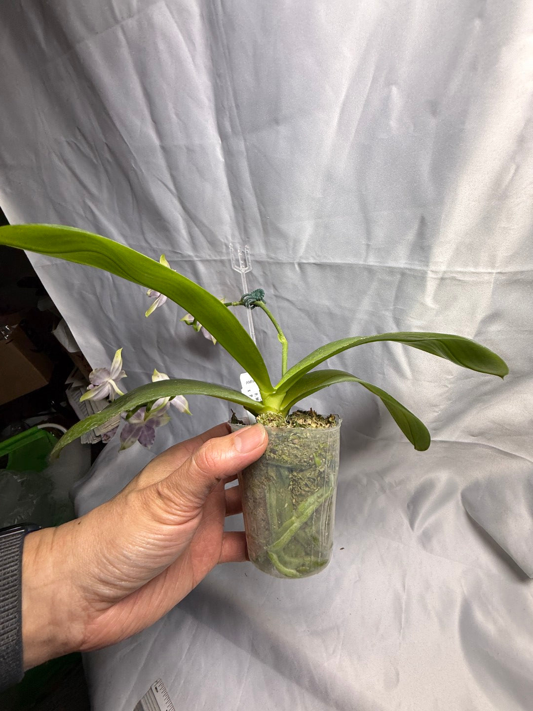 Phalaenopsis Mituo Purple Dragon X Mituo Speciosa Dragon 260530 Seed Grown Flowering