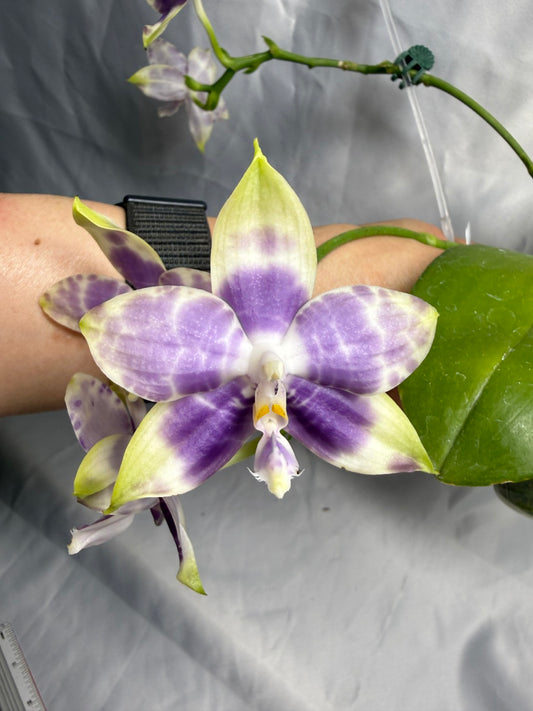 Phalaenopsis Mituo Purple Dragon X Mituo Speciosa Dragon 260530 Seed Grown Flowering