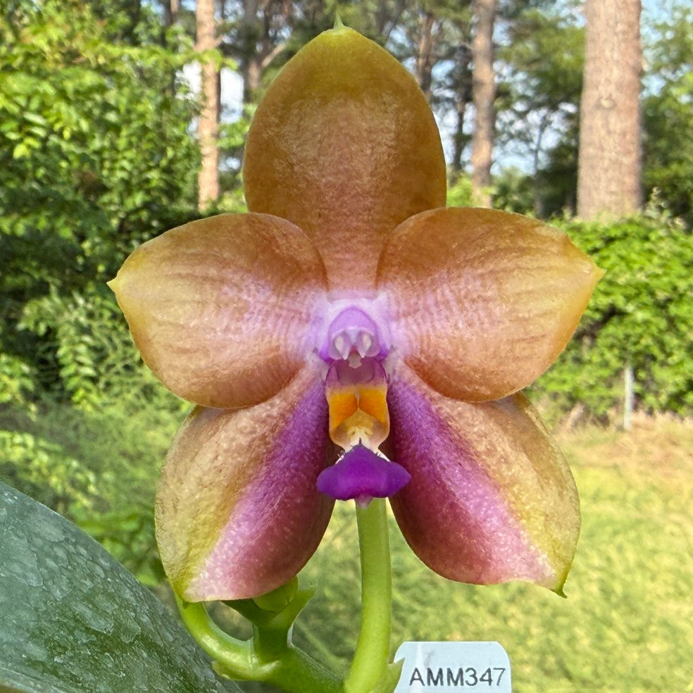 AMM347 - Phalaenopsis (Mituo Blue Firefly X Mituo GH King Star 'Blueberry') (seed grown)