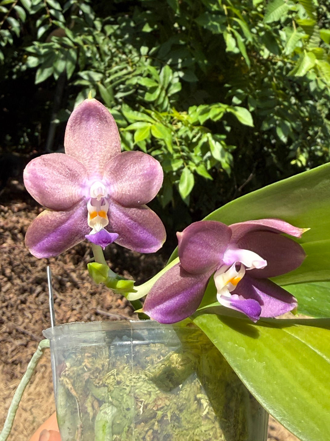 AMM347 - Phalaenopsis (Mituo Blue Firefly X Mituo GH King Star) 260713 seed grown Flowering