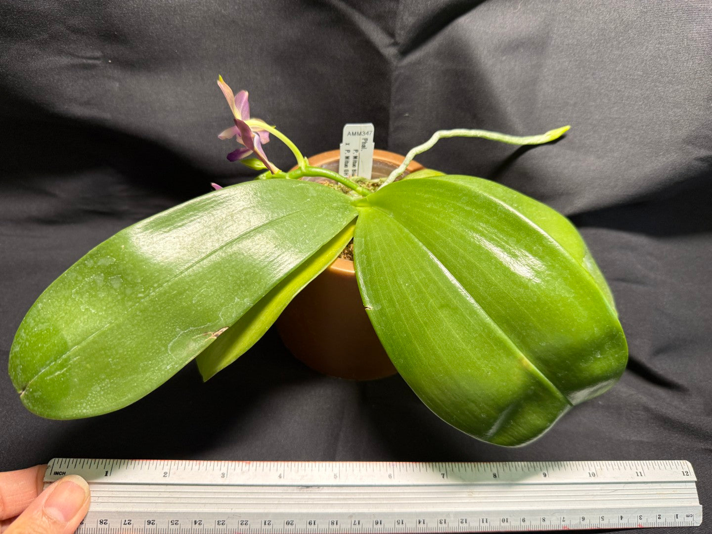 AMM347 - Phalaenopsis (Mituo Blue Firefly X Mituo GH King Star) 260713 seed grown Flowering