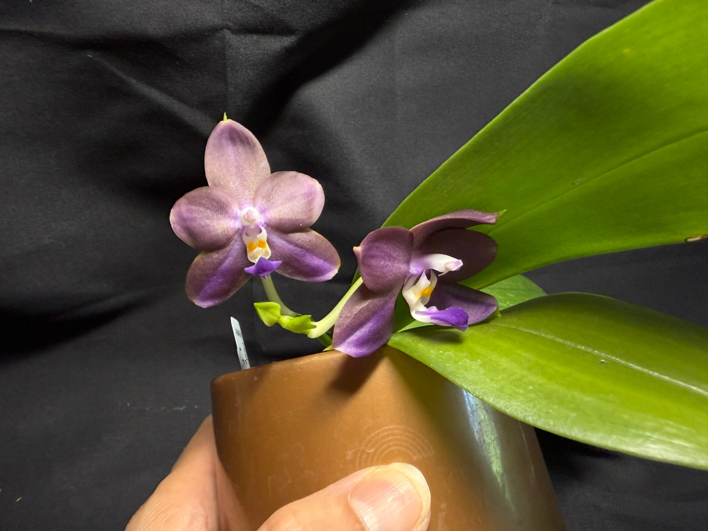 AMM347 - Phalaenopsis (Mituo Blue Firefly X Mituo GH King Star) 260713 seed grown Flowering