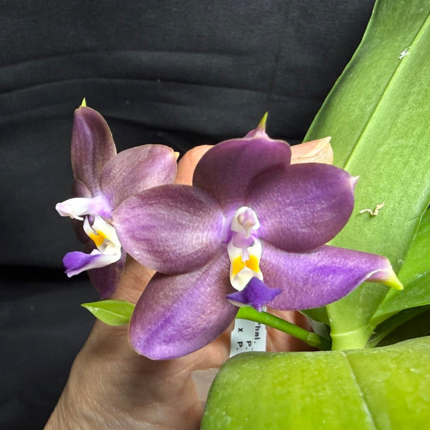 AMM347 - Phalaenopsis (Mituo Blue Firefly X Mituo GH King Star) 260713 seed grown Flowering