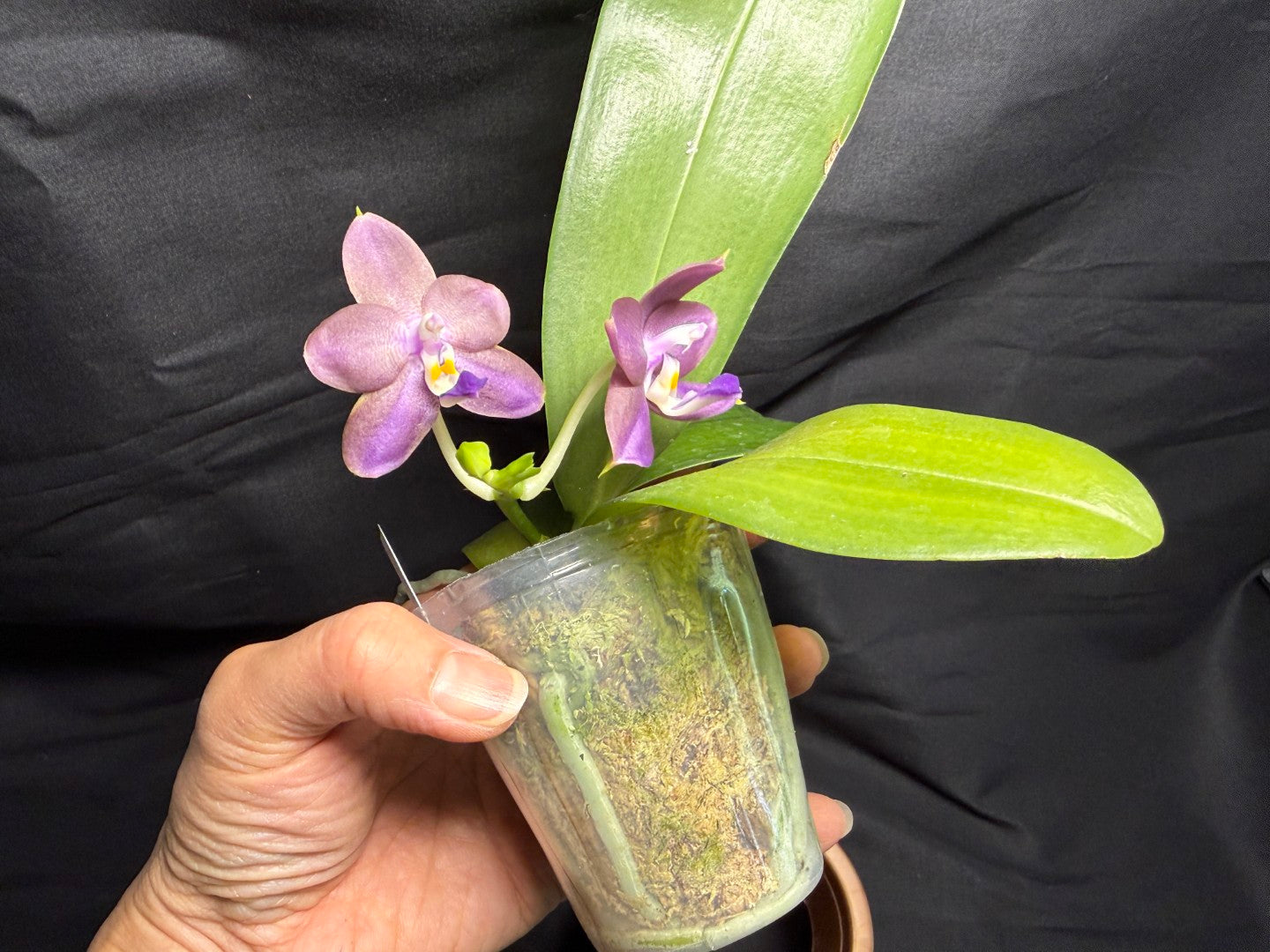 AMM347 - Phalaenopsis (Mituo Blue Firefly X Mituo GH King Star) 260713 seed grown Flowering