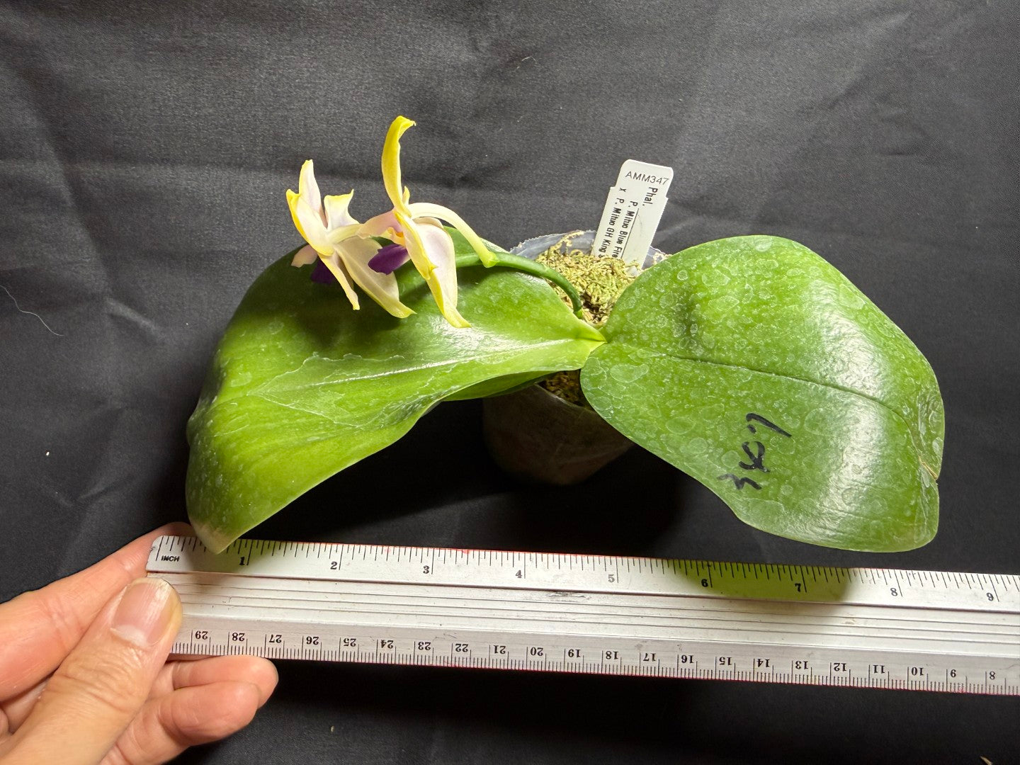 AMM347 - Phalaenopsis (Mituo Blue Firefly X Mituo GH King Star) 260825 seed grown Flowering