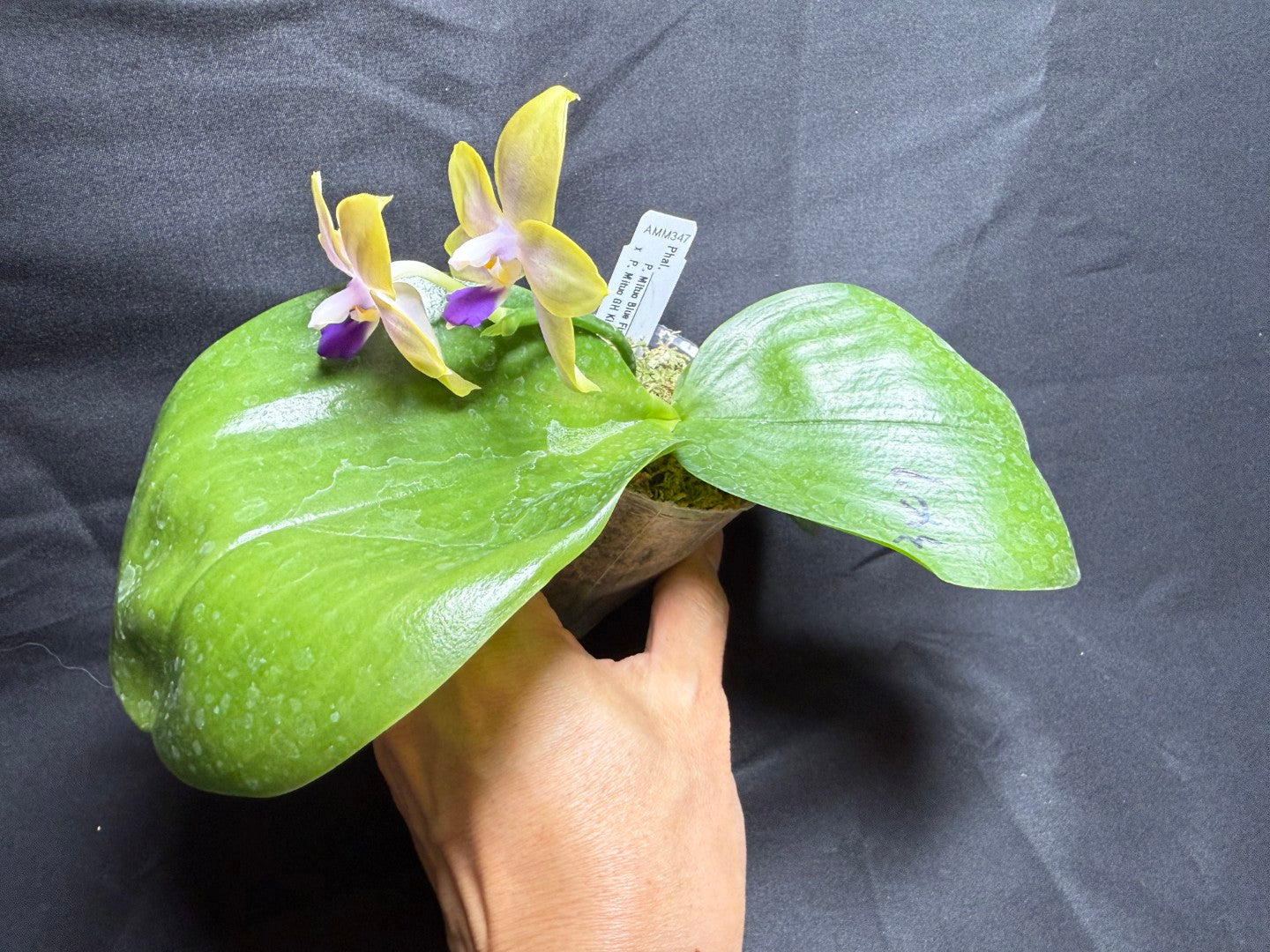 AMM347 - Phalaenopsis (Mituo Blue Firefly X Mituo GH King Star) 260825 seed grown Flowering