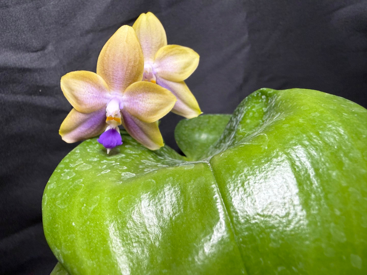 AMM347 - Phalaenopsis (Mituo Blue Firefly X Mituo GH King Star) 260825 seed grown Flowering