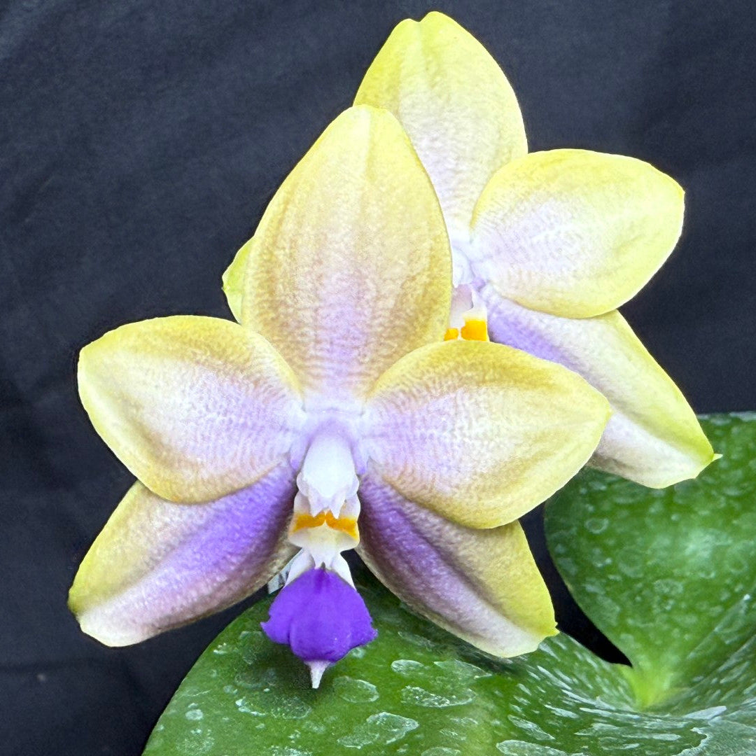 A close-up of a yellow and lavender butterfly orchid flower with a purple lip, resting on a green leaf against a dark black background.