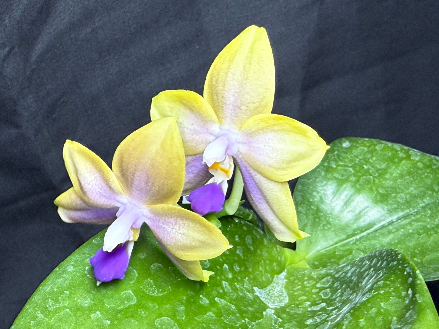 AMM347 - Phalaenopsis (Mituo Blue Firefly X Mituo GH King Star) 260825 seed grown Flowering