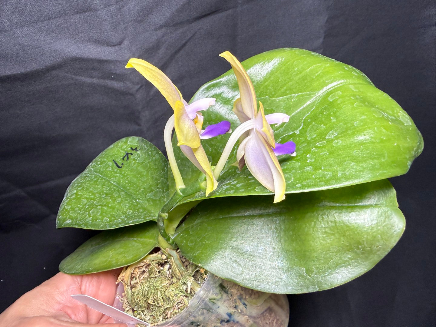 AMM347 - Phalaenopsis (Mituo Blue Firefly X Mituo GH King Star) 260825 seed grown Flowering