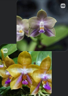 Phalaenopsis (Mituo Blue Firefly X Mituo GH King Star 'Blueberry') (seed grown)