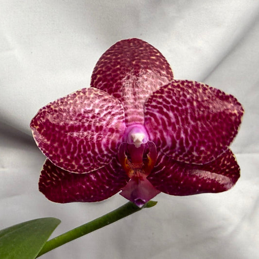 A close-up of a blooming Phalaenopsis orchid flower with deep magenta-purple petals covered in fine white spots, attached to a green stem against a wrinkled white fabric background.