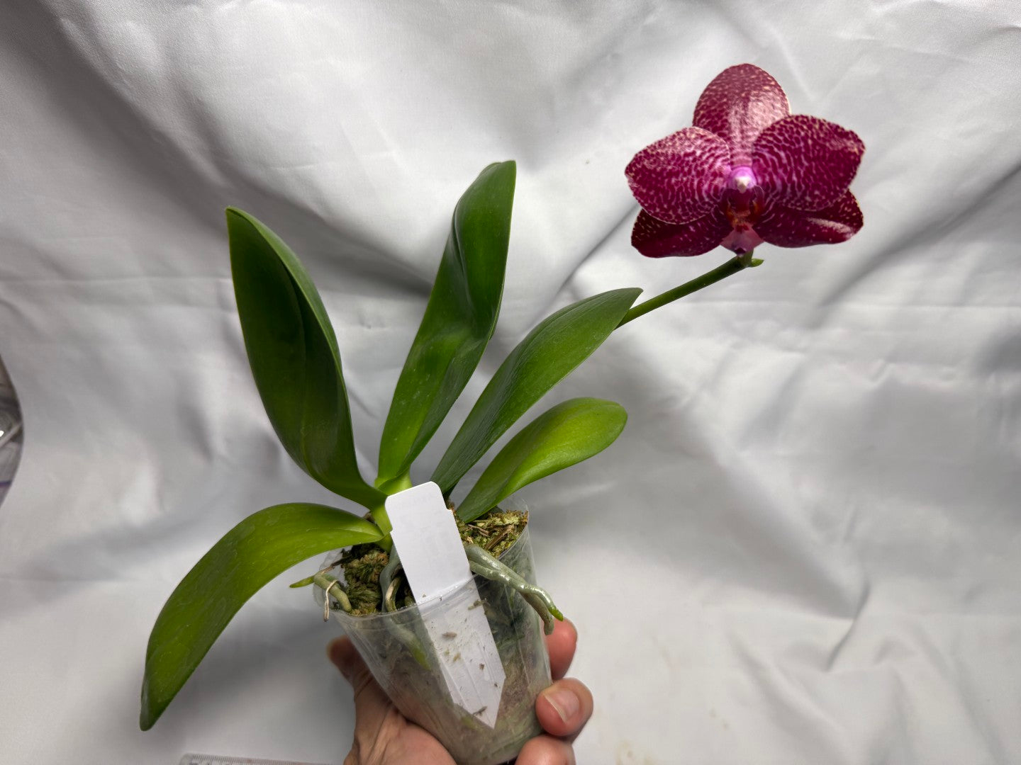 AMM348 Phalaenopsis Mituo Doodlebug #10 seed grown 260714 Flowering