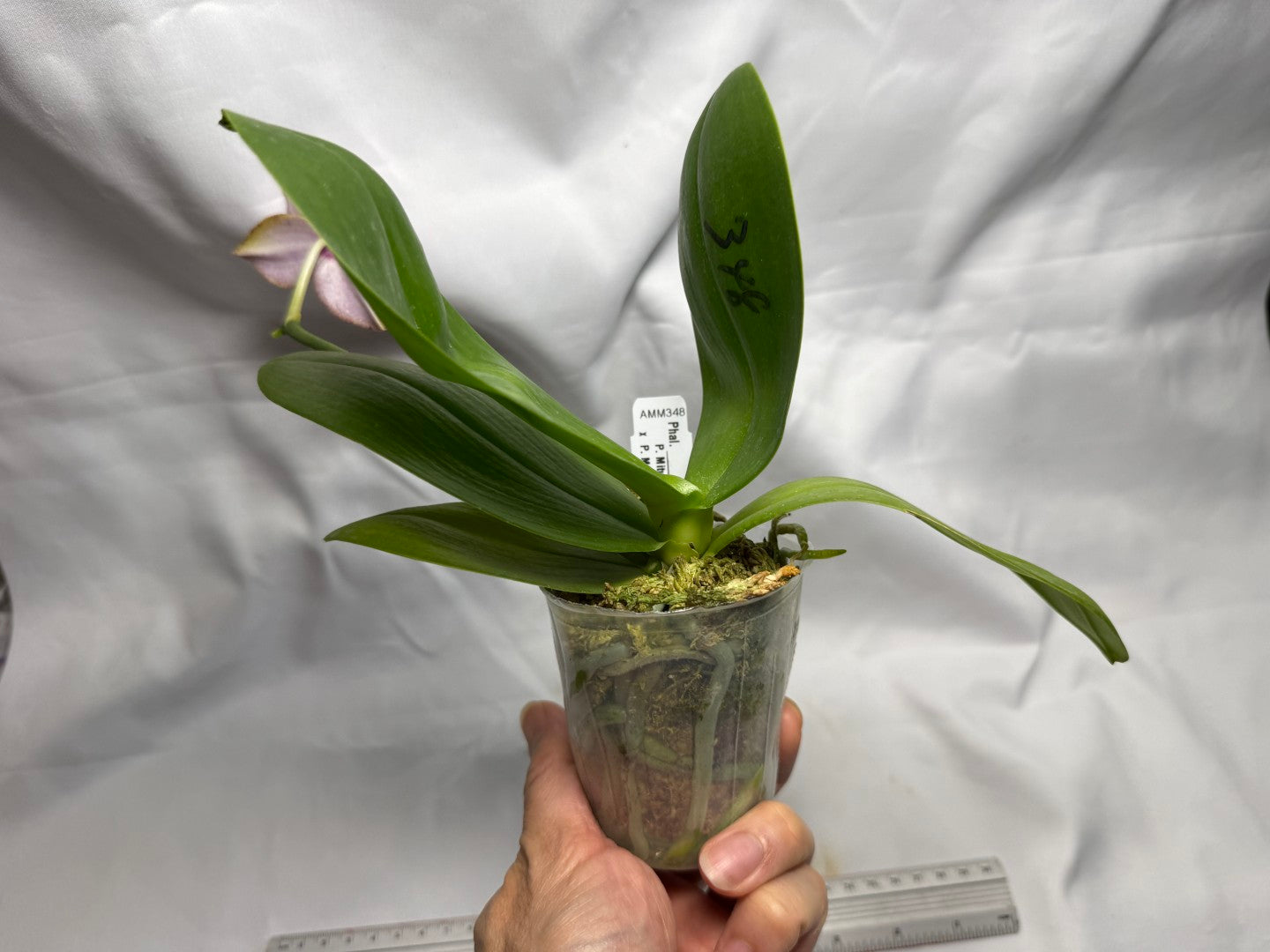 AMM348 Phalaenopsis Mituo Doodlebug #10 seed grown 260714 Flowering